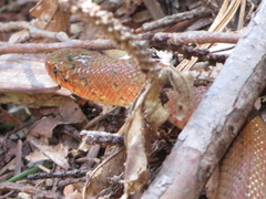 Euprepiophis conspicillata