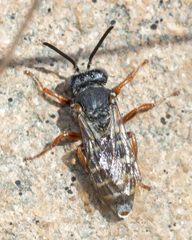 Triepeolus eliseae