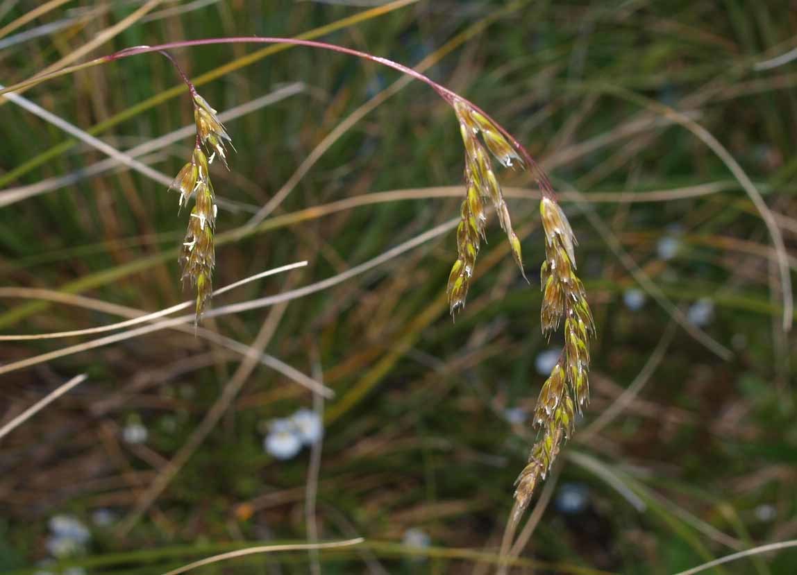 Anthoxanthum redolens