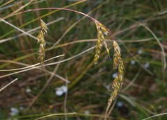 Anthoxanthum redolens