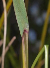 Anthoxanthum redolens