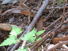 Euprepiophis conspicillata