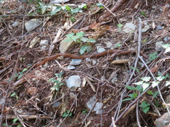 Euprepiophis conspicillata