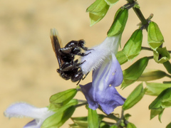 Frieseomelitta nigra