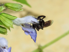 Frieseomelitta nigra