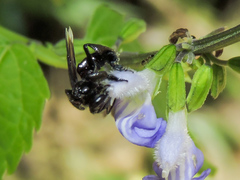 Frieseomelitta nigra