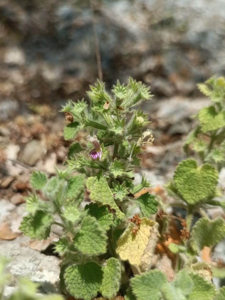 Ballota glandulosissima