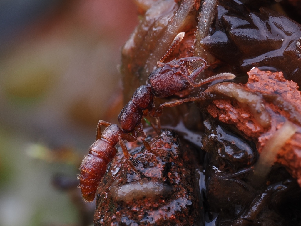 Shyama Insect Stigmatomma from 中国云南省昆明市盘龙区 on June 3, 2025 at 08:03 PM by 朝雨/FZS ...