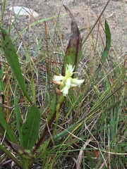 Spiranthes romanzoffiana