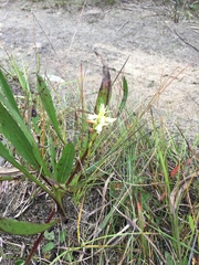 Spiranthes romanzoffiana