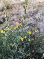 Rafnia spicata