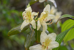 Rhododendron triflorum, photograph (c) Morten Ross, some rights reserved (CC BY)
