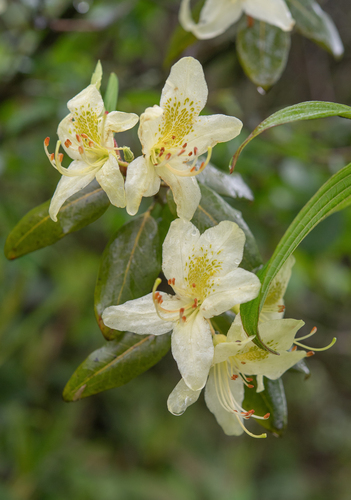 Rhododendron triflorum, photograph 2