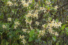 Rhododendron triflorum, photograph (c) Morten Ross, some rights reserved (CC BY)
