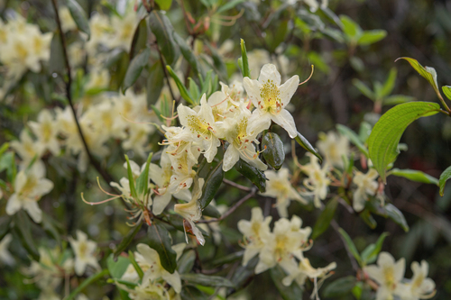 Rhododendron triflorum, photograph 4