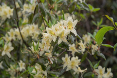 Rhododendron triflorum, photograph (c) Morten Ross, some rights reserved (CC BY)