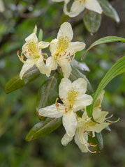Rhododendron triflorum, photograph (c) Morten Ross, some rights reserved (CC BY)