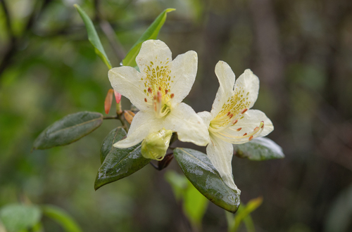 Rhododendron triflorum