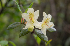 Rhododendron triflorum