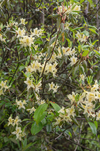 Rhododendron triflorum, photograph 5
