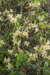 Rhododendron triflorum, photograph (c) Morten Ross, some rights reserved (CC BY)