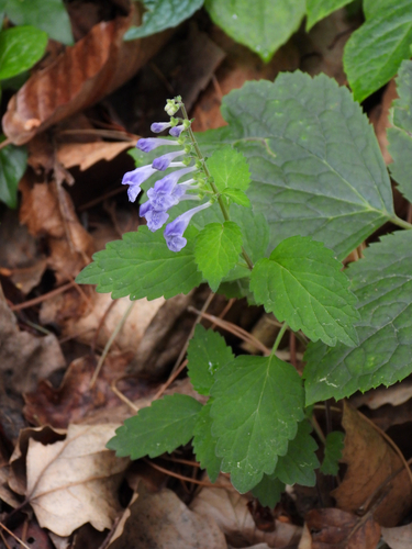Scutellaria pekinensis iNat (1)