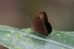 Taxila haquinus