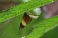 Cirrochroa orissa