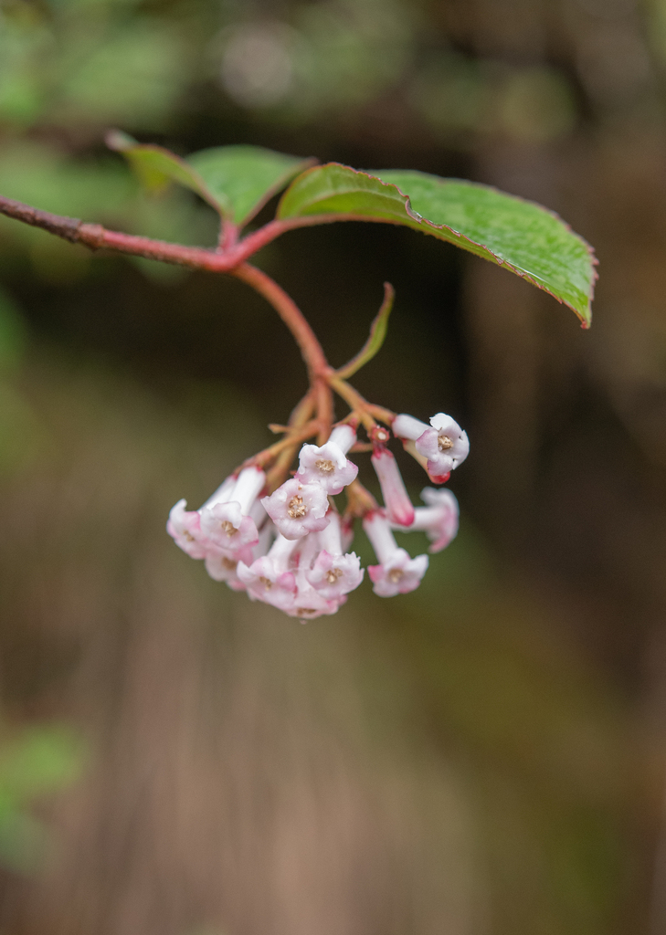 Viburnum erubescens (Viburnum erubescens)