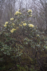 Rhododendron campylocarpum, photograph (c) Morten Ross, some rights reserved (CC BY)