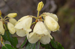 (c) Morten Ross, some rights reserved (CC BY) Rhododendron campylocarpum, photograph (c) Morten Ross, some rights reserved (CC BY)