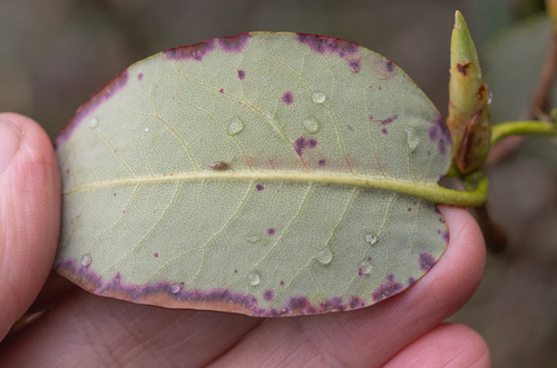 Rhododendron campylocarpum, photograph 5