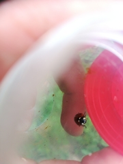 Coccinella septempunctata