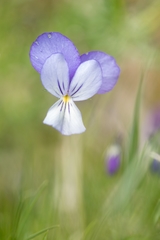 Viola aethnensis