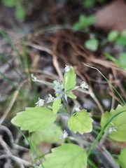 Crassula dentata