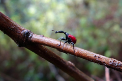 Trachelophorus giraffa