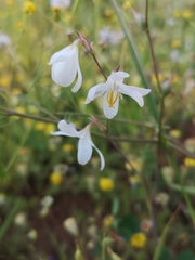 Hesperantha bachmannii