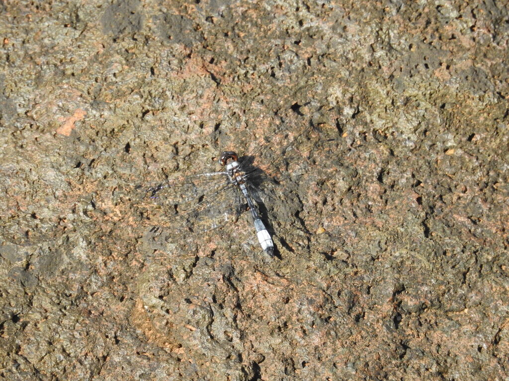 Macrothemis polyneura