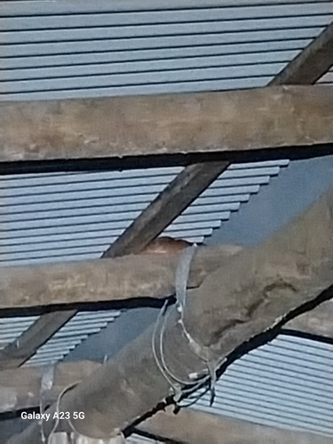 Brown Tree Snake sighting