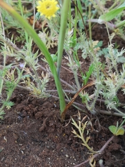 Hesperantha bachmannii