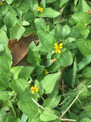 Calyptocarpus vialis