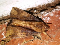 Ercheia cyllaria