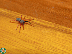 Trachelopachys
