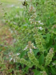 Ocimum americanum