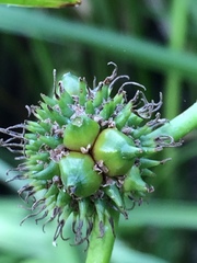 Sparganium erectum