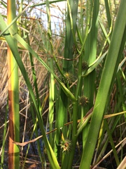 Sparganium erectum