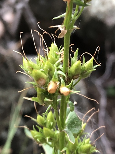 Front Range Beardtongue