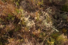 Plecostachys serpyllifolia