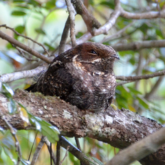 Caprimulgus madagascariensis