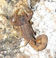 Hottentotta eminii